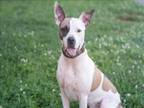 Adopt MURPHY a American Staffordshire Terrier, Mixed Breed