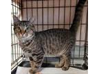 Adopt Gage a Domestic Short Hair