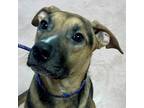 Adopt BOOTS a Mixed Breed