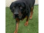 Adopt HANCHO a Rottweiler