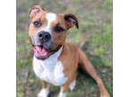 Adopt DEXTER a Mixed Breed