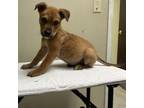 Adopt Froggy a Mixed Breed