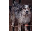 Adopt Sardie 985113008228944 a Australian Terrier