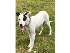 Adopt TRICKSTER a Pit Bull Terrier, Mixed Breed
