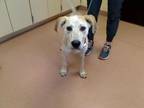 Adopt TIMMY a English Coonhound, Mixed Breed