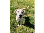 Adopt TIMMY a English Coonhound, Mixed Breed