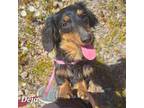Deja the Purebred Toy Doxie