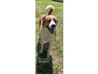 Adopt Rouger a Mixed Breed