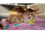 Adopt Princeton a Domestic Long Hair