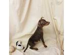 Miniature Pinscher Puppy for sale in Forest City, NC, USA