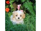 Maltipoo Puppy for sale in Williford, AR, USA