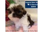 Shih Tzu Puppy for sale in Tucson, AZ, USA