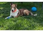 Adopt Scout a Smooth Collie
