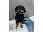 Adopt Pringle a Rottweiler, Mixed Breed