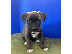 Adopt Jared a Pit Bull Terrier, Mixed Breed
