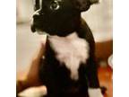 Boston Terrier Puppy for sale in Gloucester City, NJ, USA