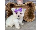 Maltese Puppy for sale in Jacksonville, TX, USA