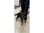 Adopt Bedrock a Australian Cattle Dog / Blue Heeler, Corgi