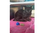 Adopt SNAKE a Domestic Short Hair