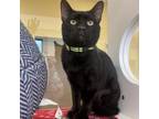 Adopt Buster a Domestic Short Hair