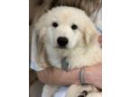 Adopt Eugene DFW a Great Pyrenees