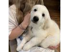 Adopt Merle DFW a Great Pyrenees