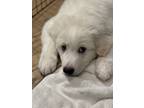 Adopt Hershel DFW a Great Pyrenees