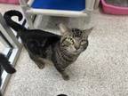 Adopt Sour Patch a Domestic Short Hair