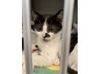 Adopt BENTLEY a Domestic Short Hair