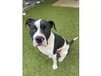 Adopt Lowki a American Staffordshire Terrier, Mixed Breed