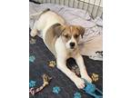 Adopt Male 3 a German Shepherd Dog, Basenji