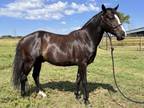 Adopt Rye a Quarterhorse, Grade