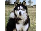 Adopt Zazu a Husky