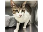 Adopt Offset a Domestic Short Hair