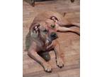 Adopt CHATO a American Staffordshire Terrier