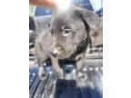 Adopt MR. BLUE a Labrador Retriever