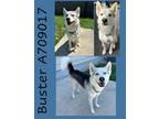 Adopt BUSTER a Husky