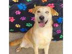 Adopt Hunter D43014 a Husky, Labrador Retriever