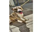 Adopt DEXTOR a Pit Bull Terrier