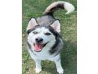 Adopt JACK a Siberian Husky