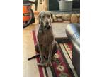 Adopt Clark Griswold a Weimaraner