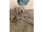 Adopt Franklin a Weimaraner