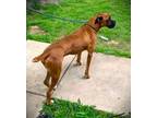 Adopt Coby a Boxer