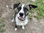 Adopt CASINO a Staffordshire Bull Terrier, Mixed Breed