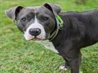 Adopt COOPER a Staffordshire Bull Terrier, Mixed Breed