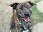 Adopt NOLAN a Plott Hound, Mixed Breed