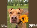 Adopt DASHER a Staffordshire Bull Terrier, Mixed Breed