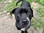 Adopt TORO a Staffordshire Bull Terrier, Mixed Breed