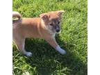 Shiba Inu Puppy for sale in Seymour, MO, USA