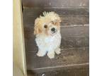 Maltipoo Puppy for sale in Santa Cruz, CA, USA